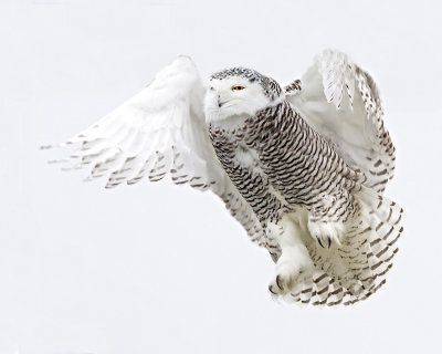 Snowy Owl Lift off .jpg