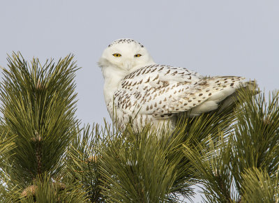 Snowy Owl on pine tree.jpg