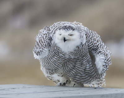 Snowy on table fluffs big.jpg