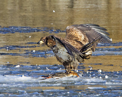 Juvenile Bald Eagle eating common merganser.jpg