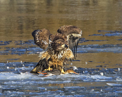 Juvenile Bald Eagle flaps over dead Common Merganser.jpg