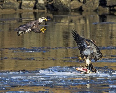 Bald Eagle flying towards juvenile with merganser.jpg