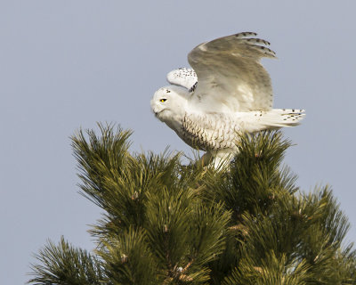 Snowy landing on pine tree.jpg