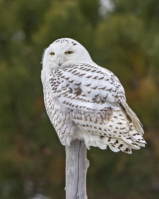 Snowy owl on post_MG_2686.jpg