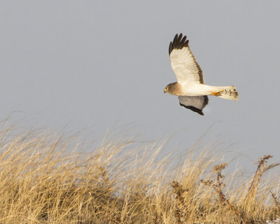Harrier adult soaring.jpg