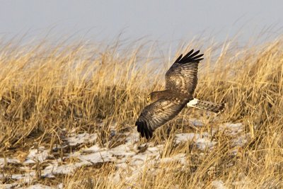 Harrier over dune grasses.jpg