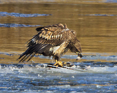 Eagle juvenile eating merganser.jpg