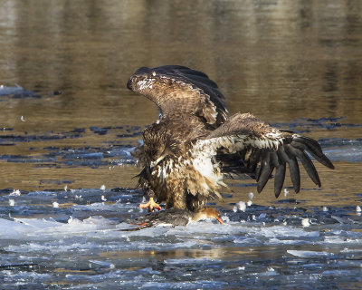 Eagle juvenile over merganser 3.jpg
