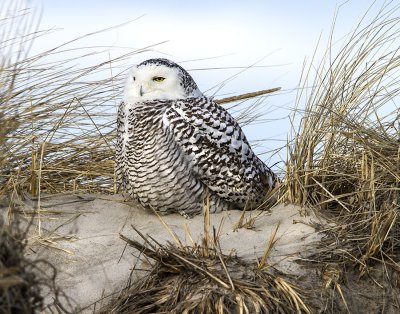 Snowy Owl on Hampton dune_MG_4825.tif