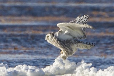 Snowy Owl landing on ice
