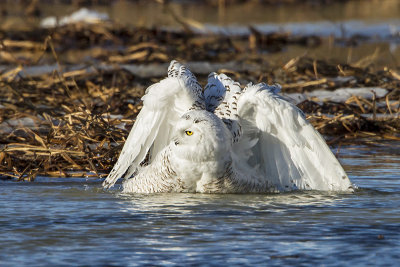 Snowy Owl taking a bath 2.jpg