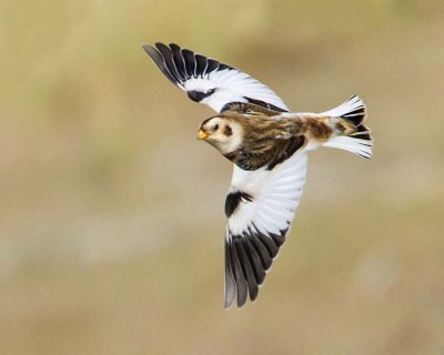 Snow Bunting in flight.jpg