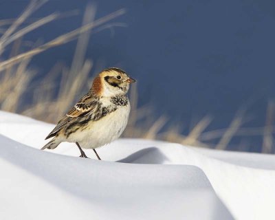 Lapland Longspur on snow.jpg