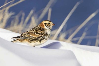 Lapland Longspur on snow 2.jpg