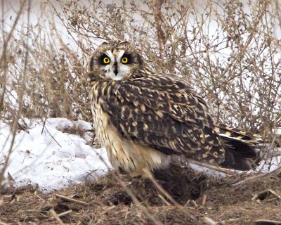 Short-eared Owl at dusk.jpg