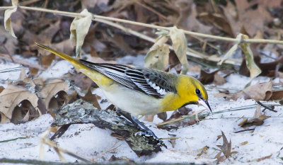 Bullocks Oriole.jpg