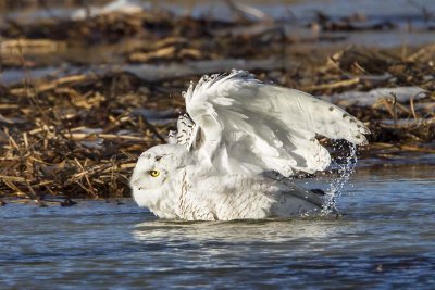 Snowy Owl bathing 3.jpg