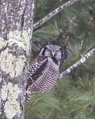 Northern Hawk Owl in pine tree.jpg