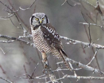 Northern Hawk Owl on branch.jpg