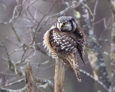 Northern Hawk Owl fluffed.jpg