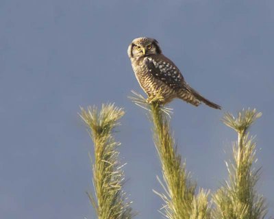 Northern Hawk Owl on pine.jpg