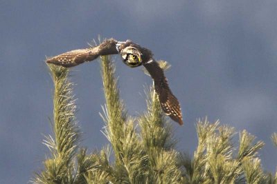 Northern Hawk Owl flying.jpg