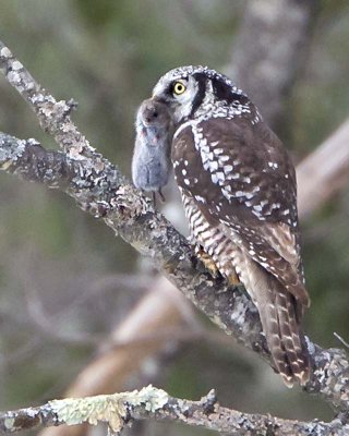 Northern Hawk Owl with vole.jpg