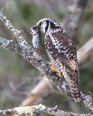 Northern Hawk Owl with vole #2.jpg