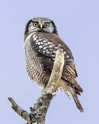  Northern Hawk Owl poses at dusk.jpg