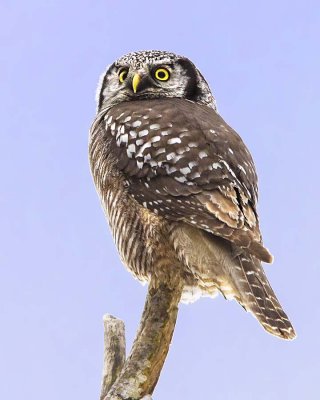 Northern Hawk Owl poses 2.jpg