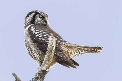 Northern Hawk Owl tail stretched out.jpg