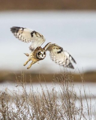 Short-eared Owl taking off.jpg