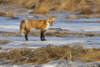 Red Fox on icy marsh.jpg