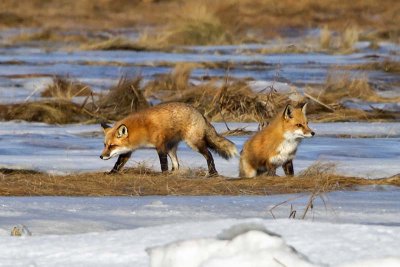 Fox pair on icy marsh.jpg