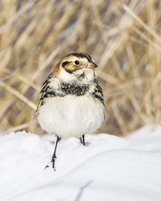 Lapland Longspur 4 .jpg