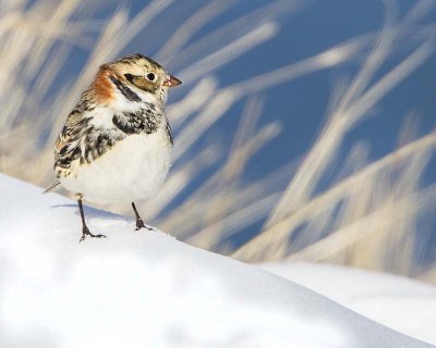 Lapland Longspur 3.jpg