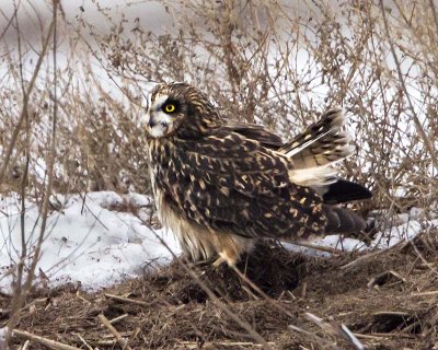 Short-eared Owl after preening.jpg