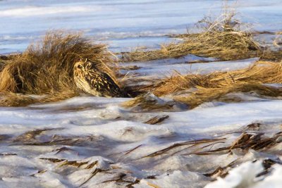 Short-eared Owl resting on icy marsh.jpg