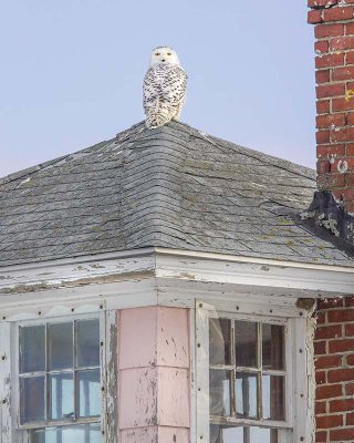 Snowy Owl on pink house.jpg