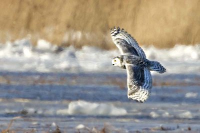 Snowy Owl flying over Merrimack.jpg