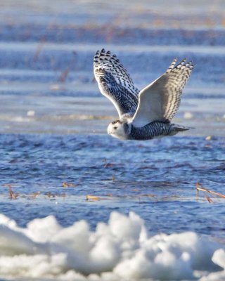 Snowy Owl flying over Merrimack 2.jpg