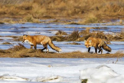 Fox pair 2on icy marsh.jpg