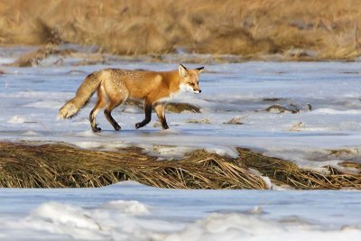 Red  Fox walking on icy marsh.jpg