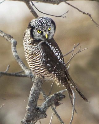 Northern Hawk Owl staring.jpg