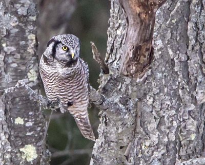 Northern Hawk between 2 trees.jpg