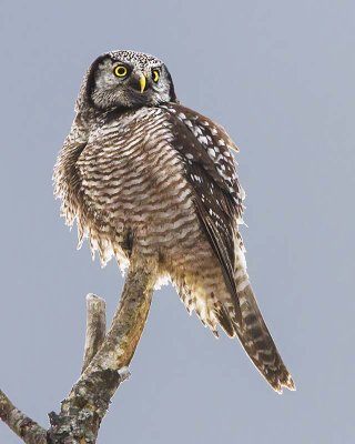 Northern Hawk Owl fluffed close.jpg