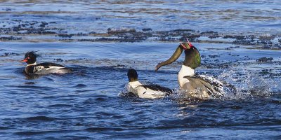 Common Merganser with eel.jpg