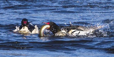 Common Mergansers one with eel.jpg