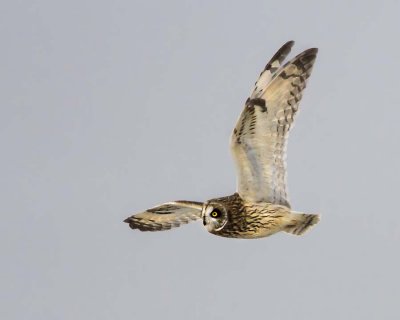 Short-eared Owl flying.jpg
