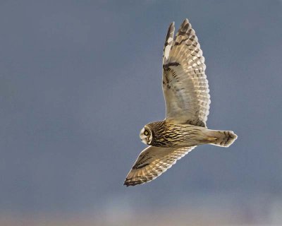 Short-eared Owl flying 2.jpg